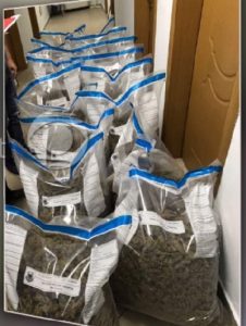 Gjenden 1 ton kanabis sativa në Skrapar, një person në pranga. Ja emri