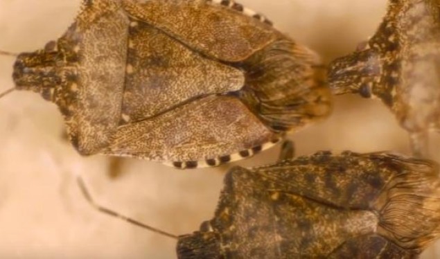Insektet me erë të keqe ndalojnë importin e veturave nga Japonia