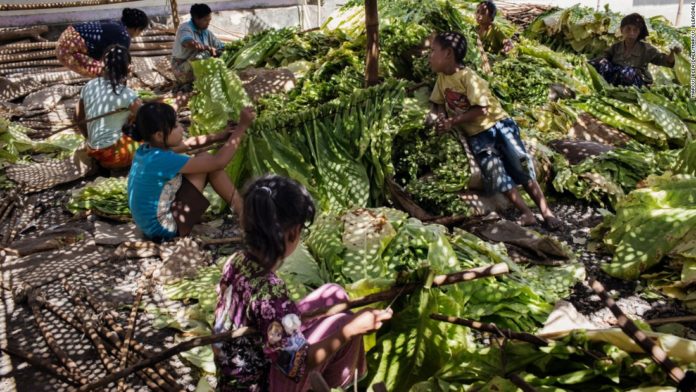 160525112309-hrw-indonesia-tobacco-children-5-super-169.jpg