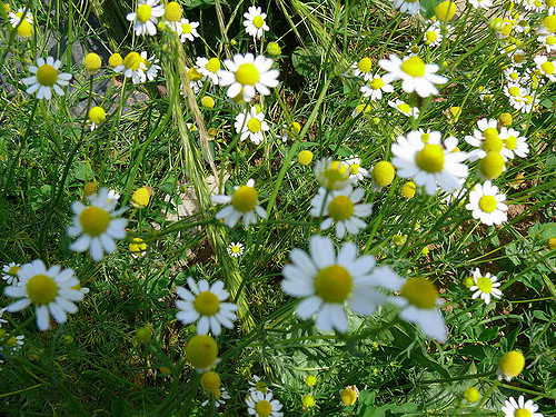 2600734397_05e1bb360b_z.jpg