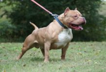 E rëndë në Elbasan, e kafshon qeni “Pitbull”, 58-vjeçari ndërron jetë në spital (Emri)