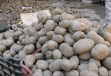Kukës, mijëra ton patate në gropë