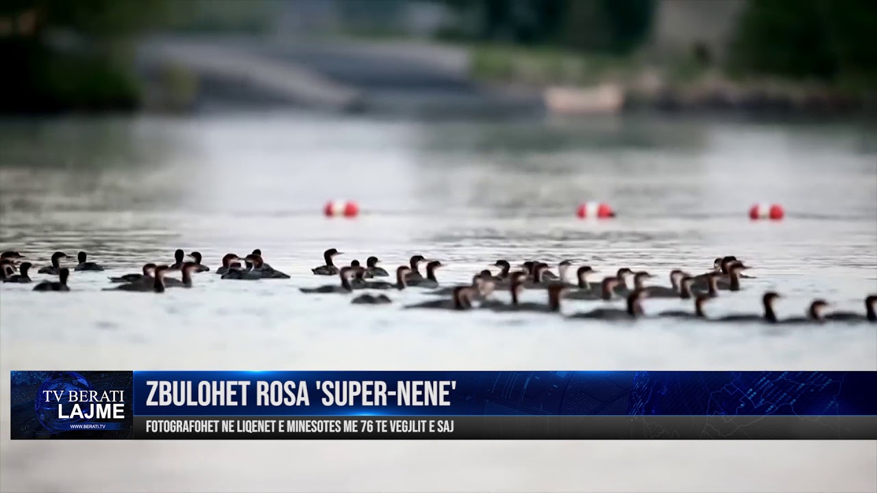 Zbulohet rosa 'super-nënë' me 76 të vegjlit e saj