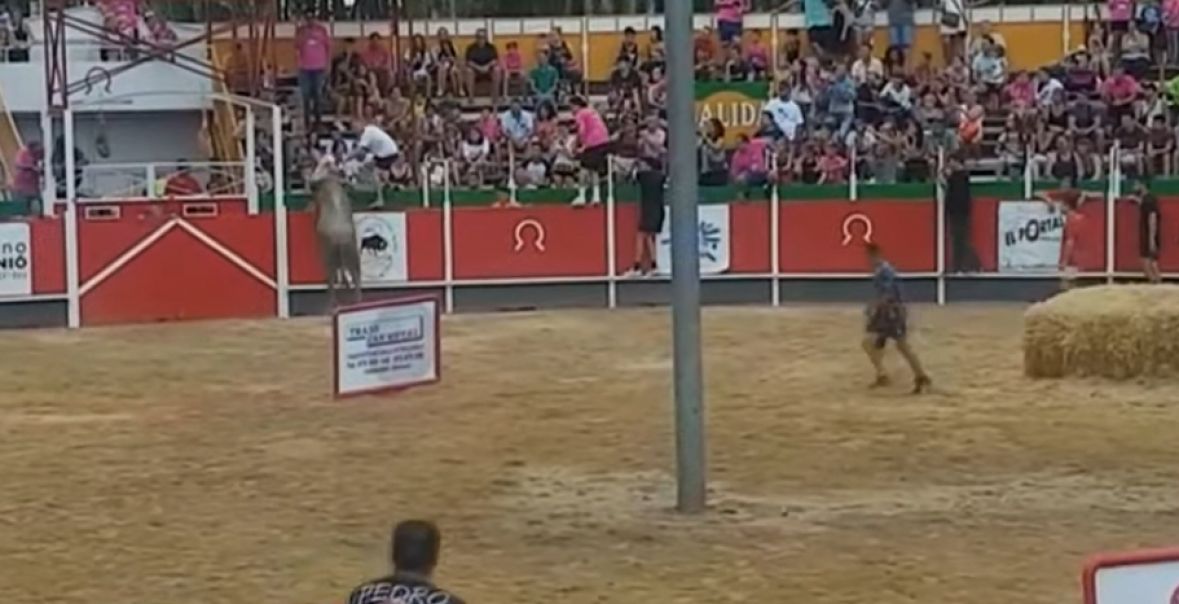 Spektakël i përgjakur në Spanjë: demi i tërbuar hyn mes spektatorëve 20 spanija bik arena prtscr