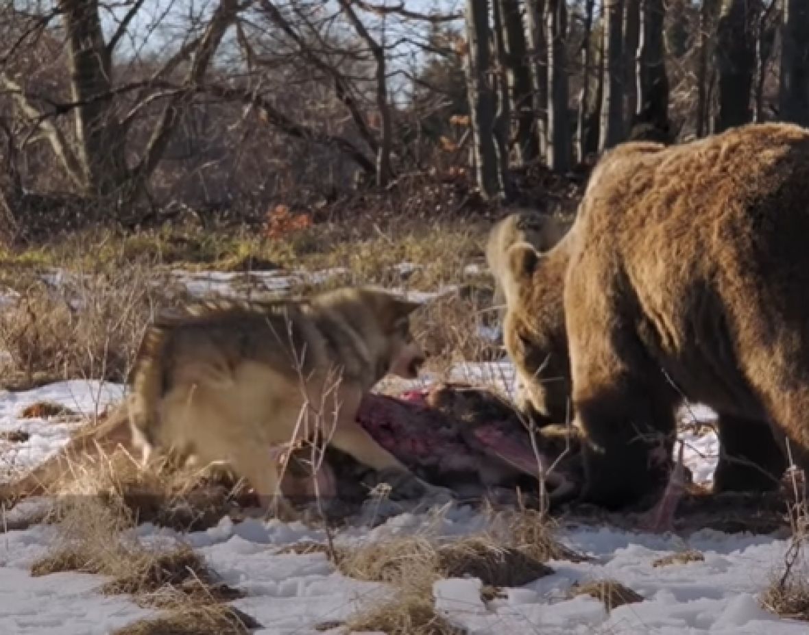 Gostia e ëndërruar: Shikoni luftën e ariut me ujkun (video) 12 borba medvjeda i vuka prtscr
