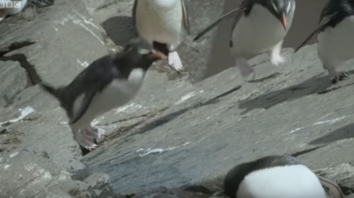 BBC: Pesë momente fantastike nga bota e kafshëve (video) 12 pingvini bbc earth prtscr