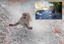 ‘Luani i malit’ i pret rrugën, 26 vjeçari regjistron 6 minutat e tmerrit të rrallë (Video e pabesueshme)