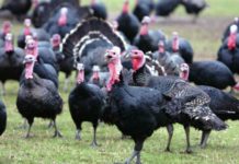 Berat/ Bie çmimi i gjelit të detit, shkon me 4 mijë lek kilogrami, shkak pandemia