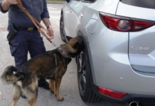 Qeni anti-drogë fundos shqiptarin, i kapen 35 kg kanabis në makinë, gjatë kontrollit në shtëpi i gjendet një kristal me peshë…