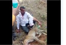VIDEO/ Çfarë do të thotë trimëri e vërtetë? Shikoni sesi burri mbyt me duar leopardin që i sulmoi gruan dhe fëmijën