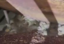 Skena si në filma horror: vendi që minjtë po bëjnë kërdinë