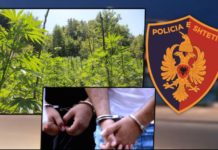 Kultivonin bimë narkotike në brendësi të ullishtes së tyre, arrestohen 2 persona në Poliçan
