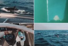 Momentet e tmerrit/ Tridhjetë balena sulmojnë jahtin britanik, i shkatërruan helikën, ekuipazhi detyrohet që të kërkojë ndihmë në…