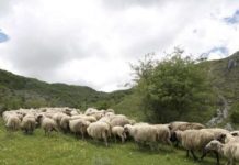Skema Kombëtare/ Mbi 700 fermerë nga qarku i Beratit aplikuan për subvencione