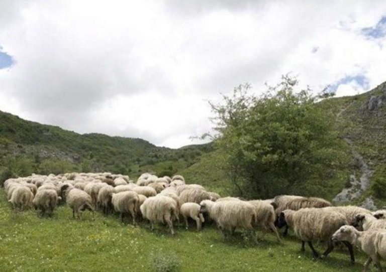 Skema Kombëtare/ Mbi 700 fermerë nga qarku i Beratit aplikuan për subvencione Skema Kombëtare/ Mbi 700 fermerë nga qarku i Beratit aplikuan për subvencione
