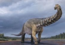 Ekzistenca e tyre nuk është më enigmë/ Zbulohet një nga dinozaurët më të mëdhenj në botë