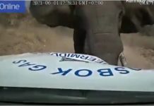 VIDEO/ Burri kujtoi se do e trembte duke përplasur duart, elefanti i sulet kamionçinës me gjithë fuqinë e tij