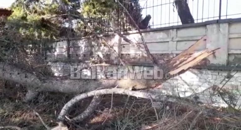 Lisi shekullor bie në dalje të Beratit, në momentin e rrëzimit nuk pati kalimtarë, bllokohet trotuari