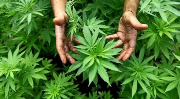 Fidanë kanabis në oborrin e banesës, arrestohet 53-vjeçari në Berat. Në pranga dhe vajza, dhunonte nënën