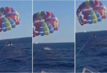 Moment i frikshëm në det, peshkaqeni hidhet dhe kafshon parashutistin në këmbë (VIDEO)