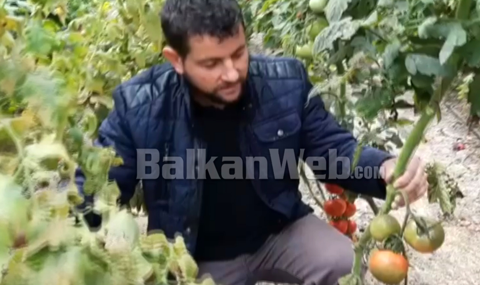 Fara rezultoi e skaduar, fermerët e Beratit hedhin tonelata domatesh: Kemi falimentuar, shteti të na dëmshpërblejë!