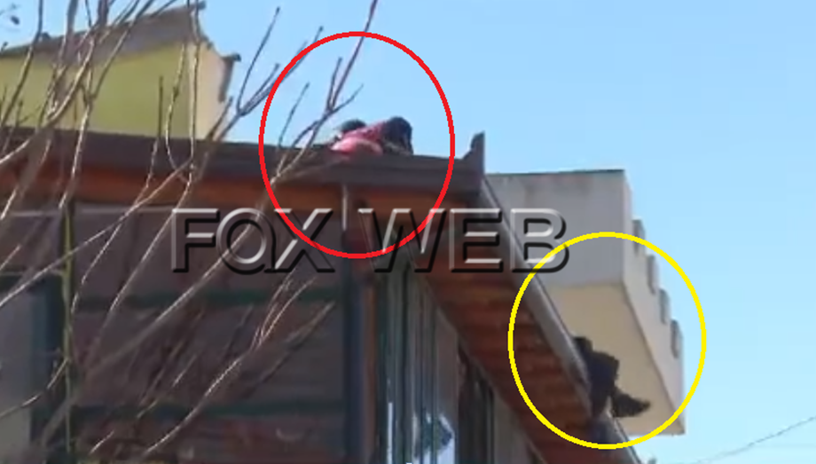 E dhimbshme! Policia tërheq zvarrë djalin e lidhur me pranga në ballkonin e shtëpisë, IKMT vijon prishjen e banesave tek “Njësia 4” (VIDEO)