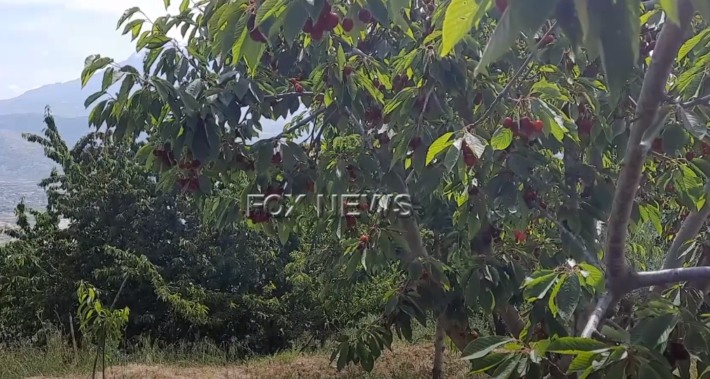 Pemët plot me qershi në Berat, por s’ka treg! Banorët të shqetësuar: Po kalben qindra kilogramë, të ulen çmimet e pesticideve…