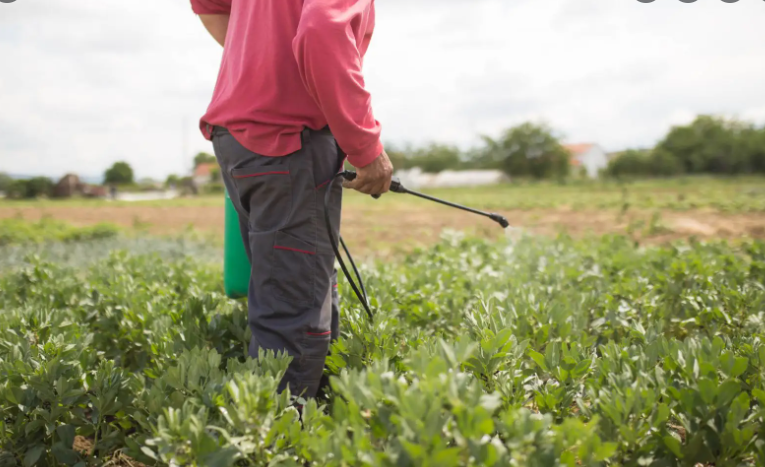 Fermerët “të varur” nga pesticidet; synojnë rritjen e prodhimit me plehrat kimikë