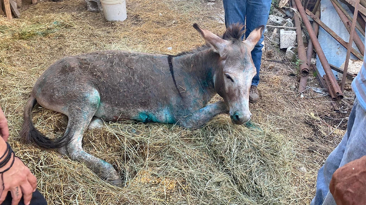 Fundi me eutanazi i një gomari të plagosur në Greqi