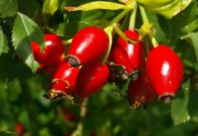 E njihni këtë bimë, ka vlera të jashtëzakonshme kuruese