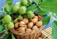 Pjesa e jashtme e arrës është po aq e shëndetshme sa e brendshmja e saj