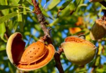 Fruti i thatë me veti të shkëlqyera kurative për shëndetin tonë