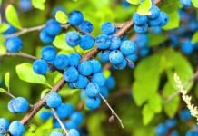 Keni dëgjuar më parë për këtë frut?