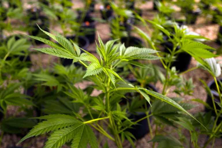 Gjermania prezanton një ligj për legalizimin e kanabisit