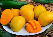 I mbushur me vlera ushqyese/ Mango është “mbreti i frutave”