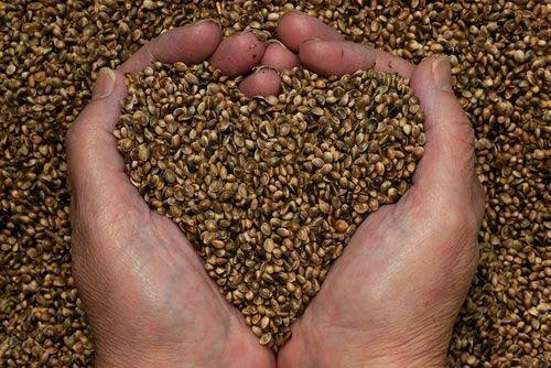 Farat e kërpit: burim i Omega 3