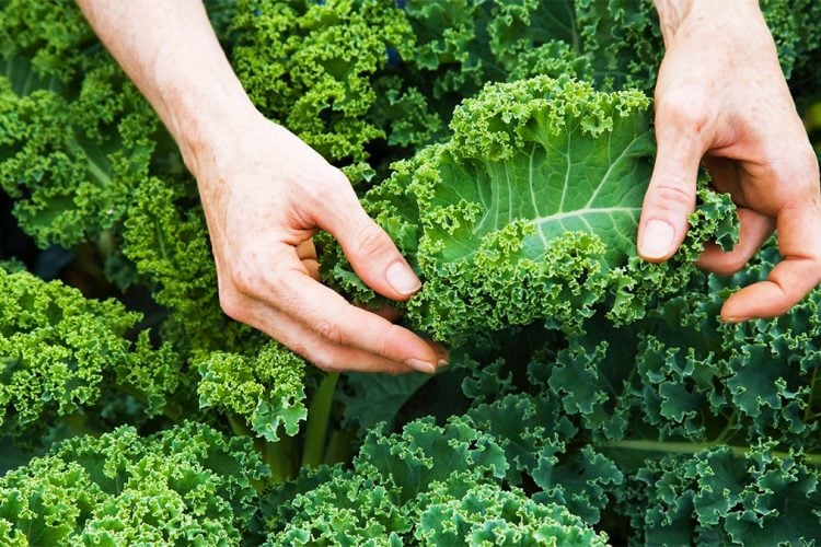 Kale, barishtja e hekurt me super vlera shëndetësore