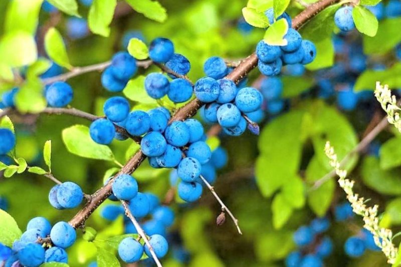Fruti i egër që ndihmon në pastrimin e gjakut dhe veshkave