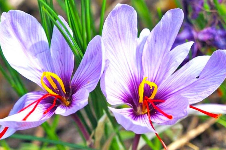 Të gjitha përfitimet shëndetësore të shafranit dhe mënyra e përdorimit të tij
