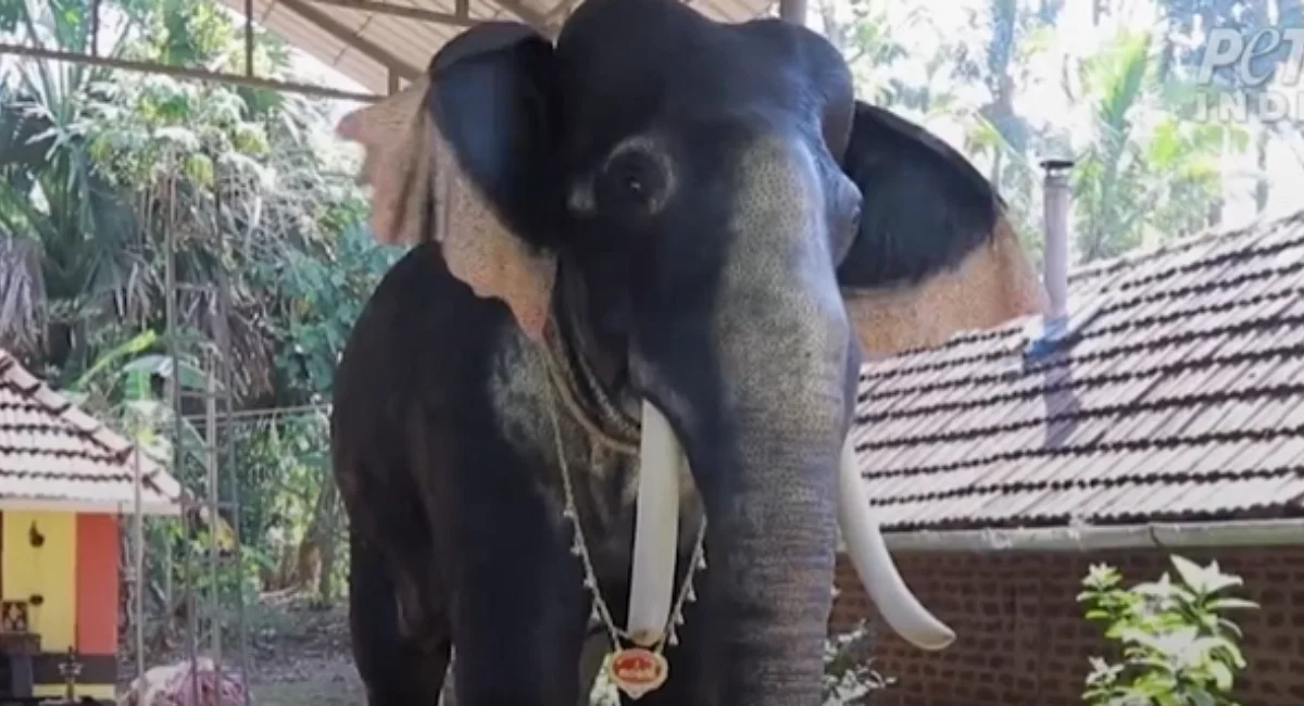 Pamje: tempulli indian, me elefant-robot për ritual