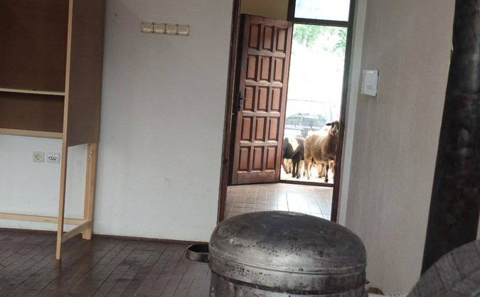 Mysafirë të pazakontë në një qendër votimi në Mal të Zi