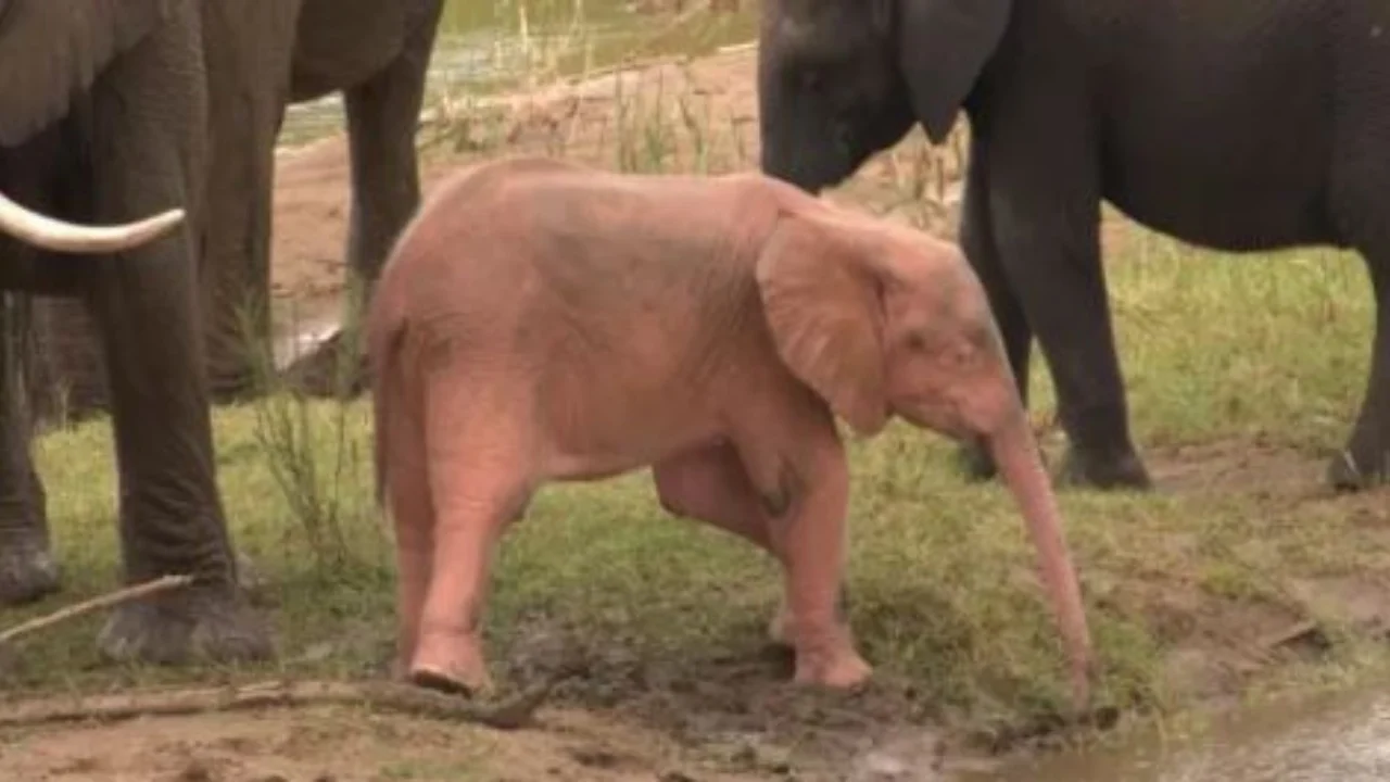 Filmohet një elefant i rrallë ngjyrë rozë duke luajtur në një pellg me ujë në Afrikën e Jugut