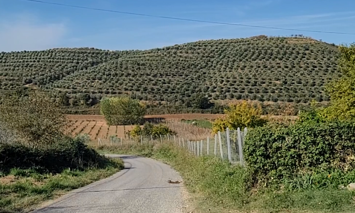 Në Lushnje ullinjtë ska kush ti vjelë, se besoni sa paguhet dita e punës në Lushnje 7 IMG 2283
