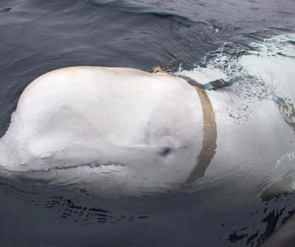 Misteri i Hvaldimirit, spiunit beluga të Rusisë, është zgjidhur