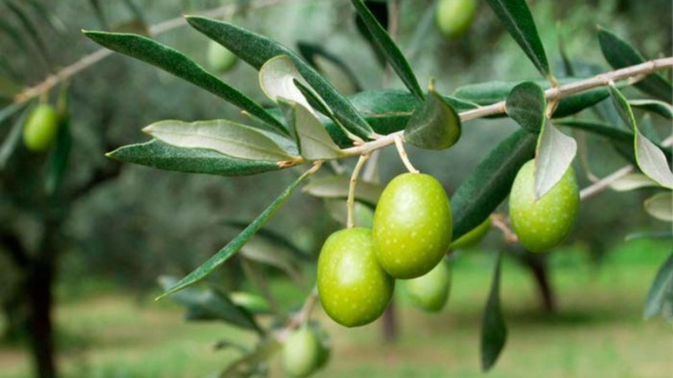Progetto senza titolo 1 25