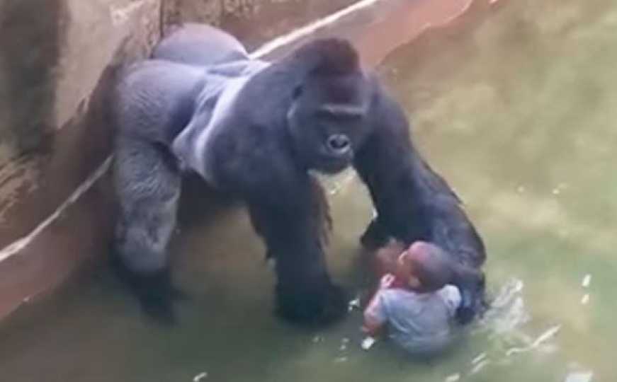 Pse kjo gorillë me fëmjën nën vete u vra në kopshtin zoologjik të Cincinnati-it?
