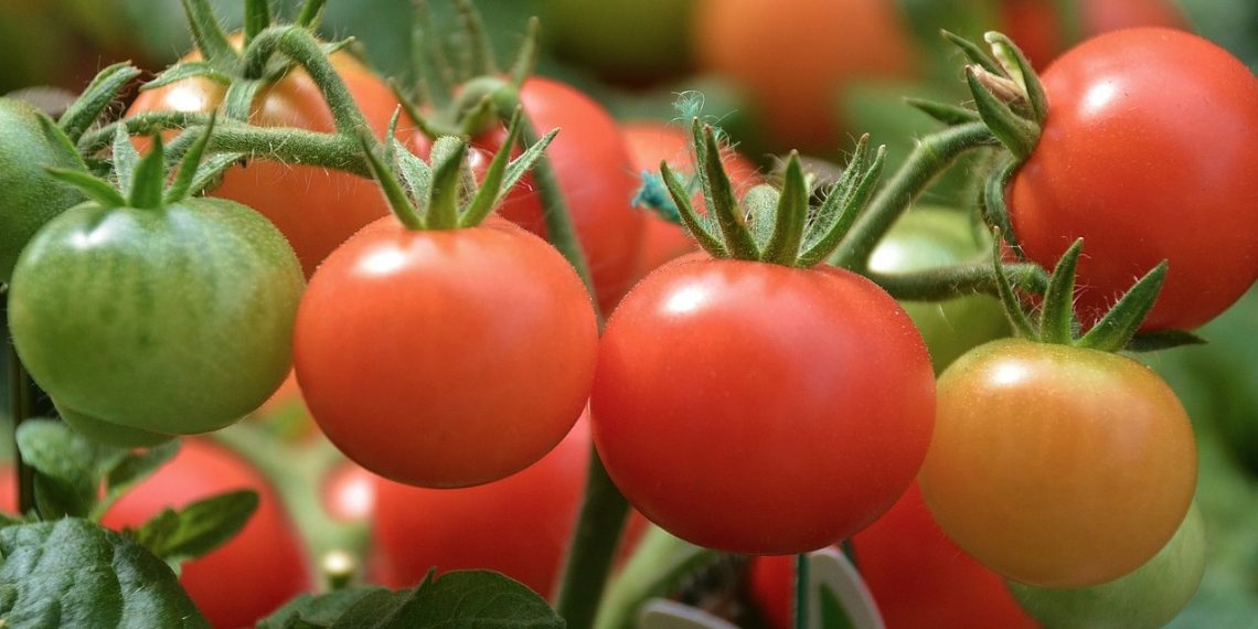 Pomatet, bima që do të bëjë revolucion në bujqësi: Nuk do të ketë më as patate e as domate