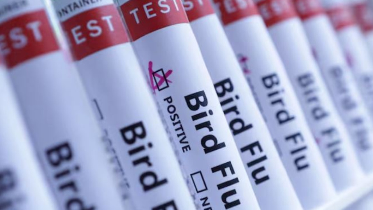 Gripi i shpendëve ‘mbërrin’ në Britani/ Konfirmohet rasti i parë, rreziku për popullatën shumë…