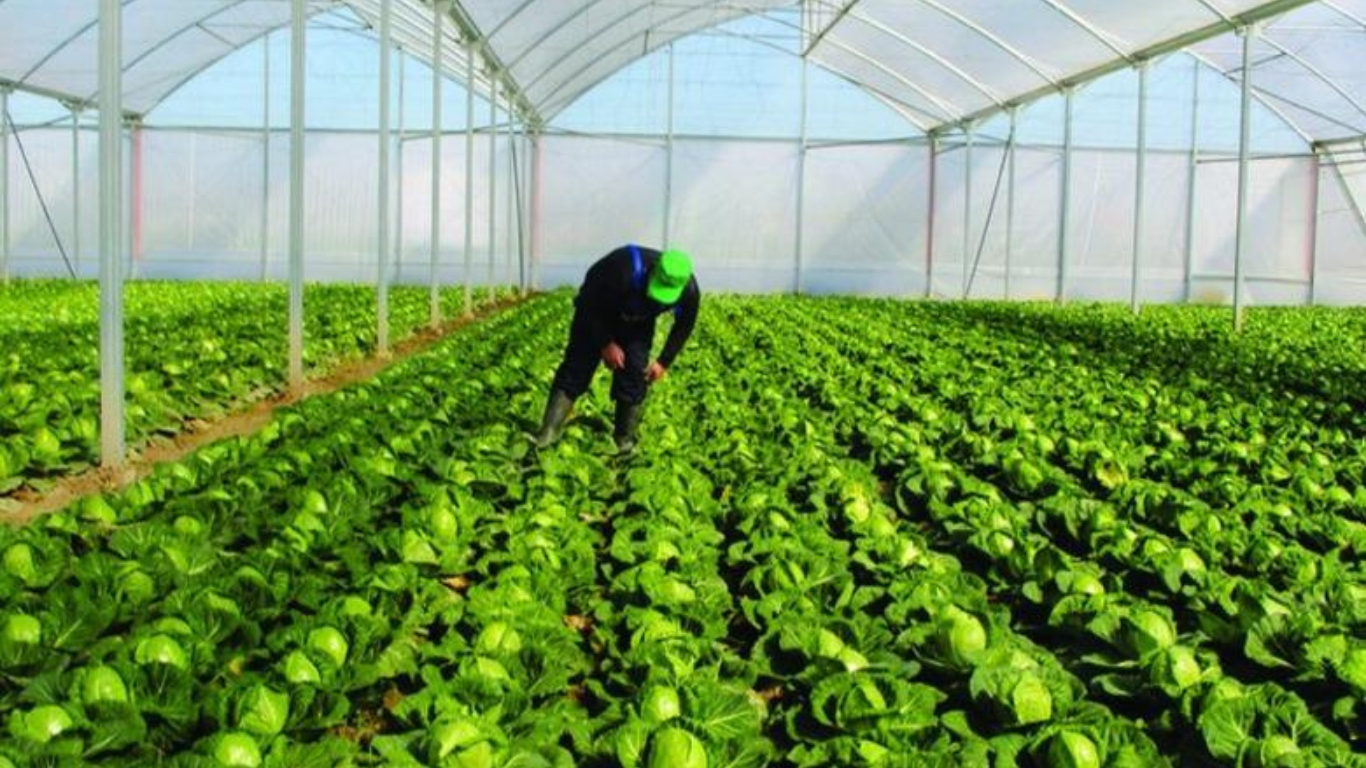 Shtyhet për në 2026-ën censi i bujqësisë! Ende nuk është përfunduar projektligji për të nisur procesi 6 Green Organic Warm Food and Restaurant Bio Link Website 60
