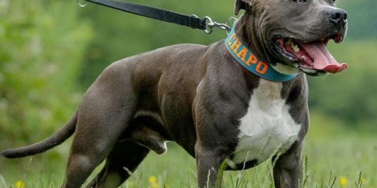 auto Blue Nose Pitbull review1739710890 750x506 1 750x375 1